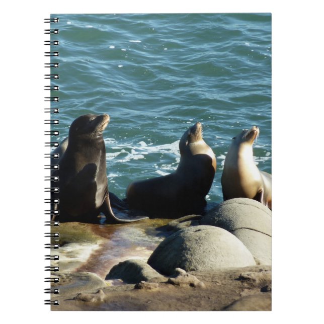 Carnet Lions de la mer de San Diego (Devant)