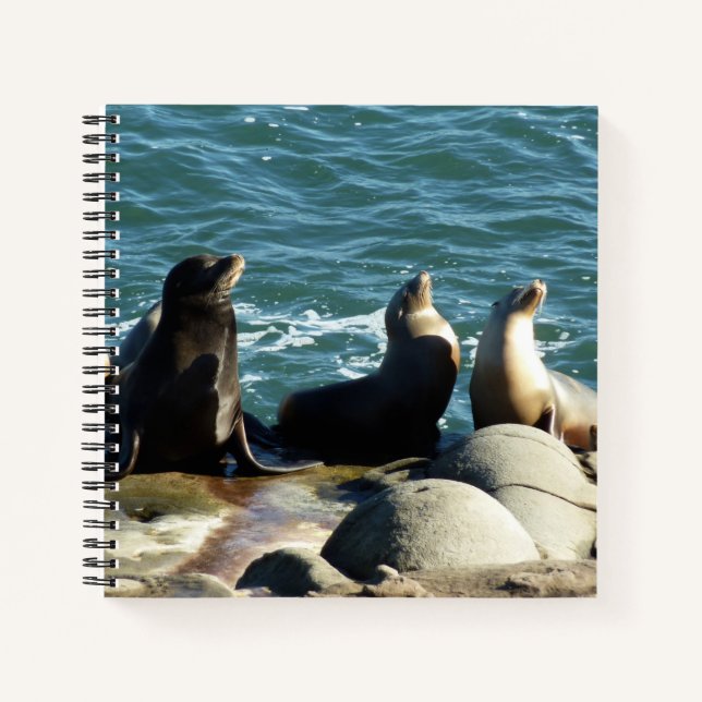 Carnet Lions de la mer de San Diego (Devant)