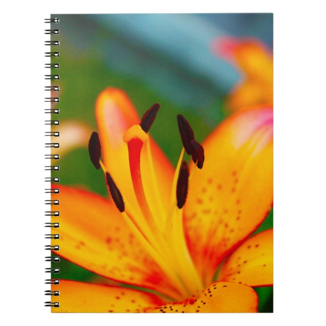 Carnet Lis II (Devant)