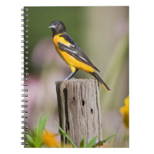 Carnet Loriole de Baltimore femelle dans un jardin fleuri