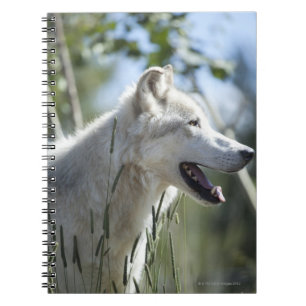 Carnet Loup à Yellowstone 2