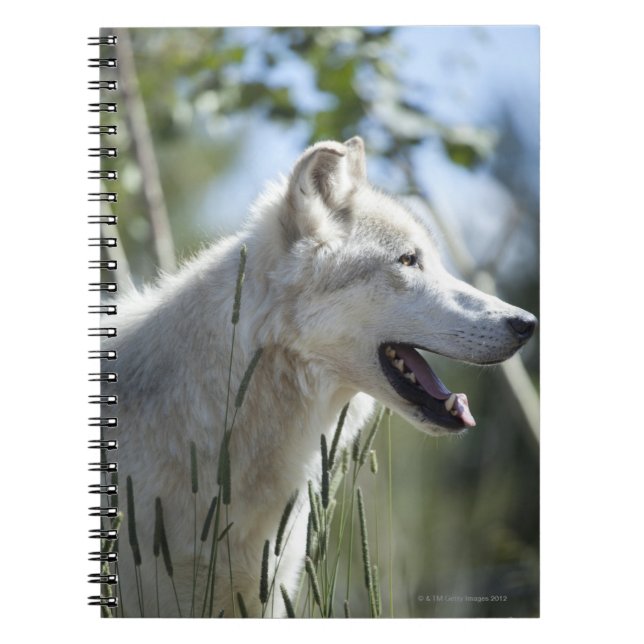 Carnet Loup à Yellowstone 2 (Devant)