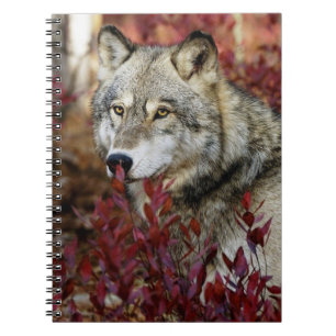 Carnet Loup dans l'affaire Foliage