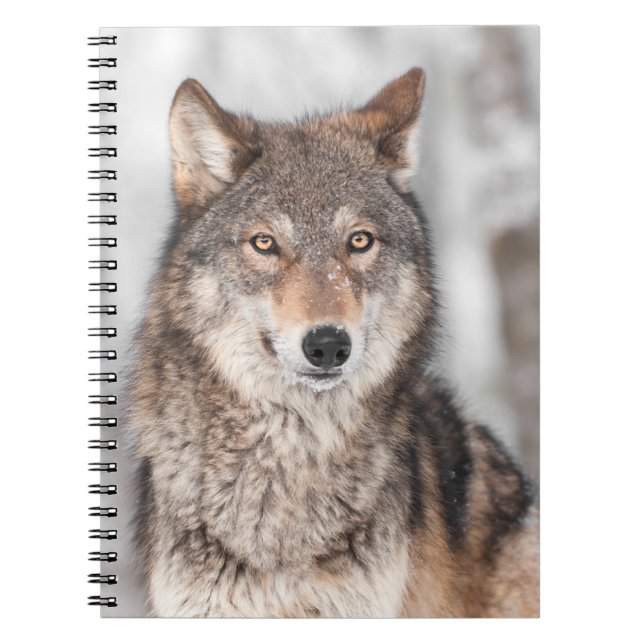 Carnet Loup gris (lupus de Canis) avec un dos d'oreille (Devant)