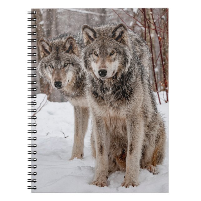 Carnet Loup gris-oriental (Devant)