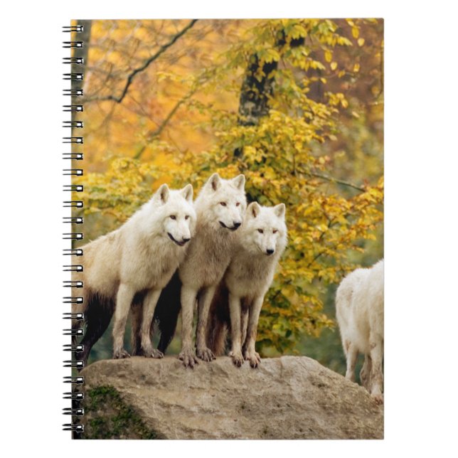 Carnet Loups blancs de l'Alaska dans la forêt (Devant)