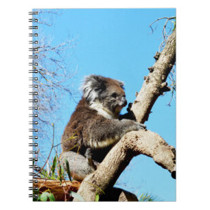 Carnet L'Ours Koala Australien Dans Le Vieux Pin Arbre,
