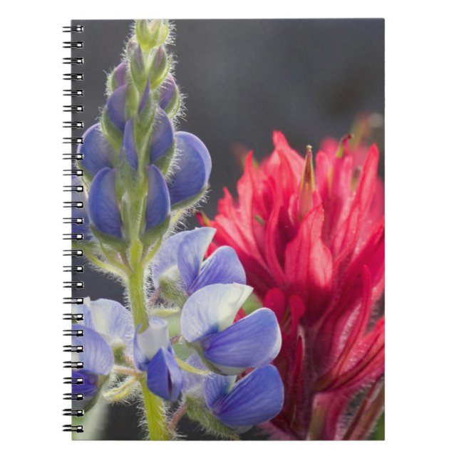 Carnet Lupine argentée, pinceau de lavande (Devant)