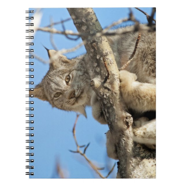 Carnet Lynx espiègle (Devant)