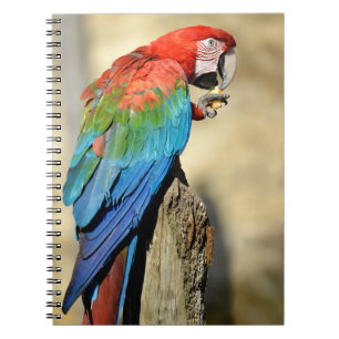 Carnet Macaw à ailes vertes sur perche