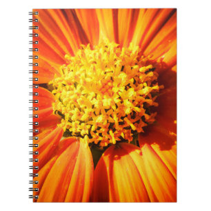 Carnet Macro Fleur Orange Radieuse Photo de Nature