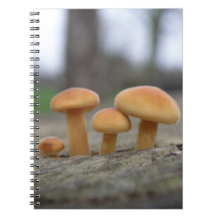 Carnet macro Tabourets minuscules