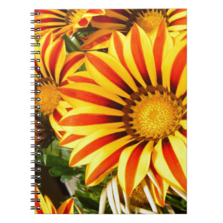 Carnet Magnifique Gazanie