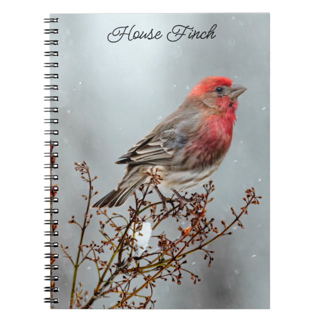 Carnet Maison Finch en Neige - Photo originale (Devant)