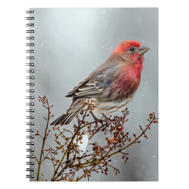 Carnet Maison Finch en Neige - Photo originale (Devant)