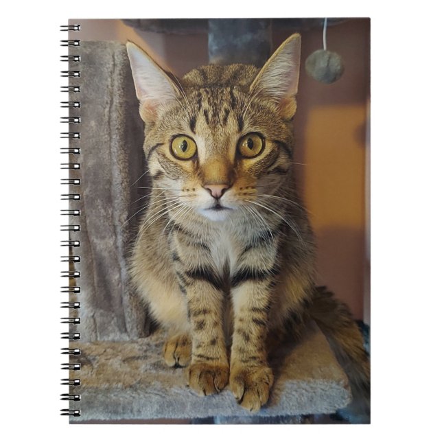 Carnet Maison Tiger (Devant)