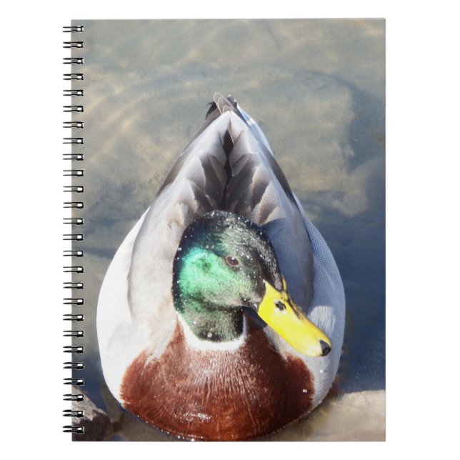 Carnet Mallard Duck (Devant)