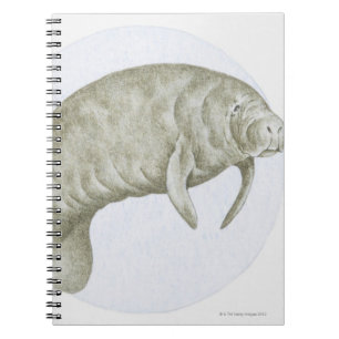 Carnet Manatee