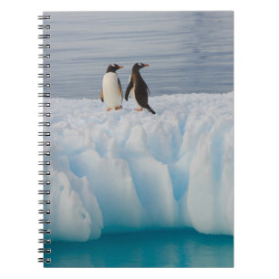 Carnet manchot papou, Pygoscelis Papua, sur de la glace g
