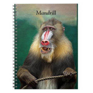Carnet Mandrill, Ape africaine