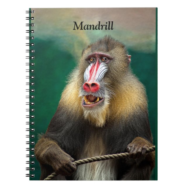Carnet Mandrill, Ape africaine (Devant)