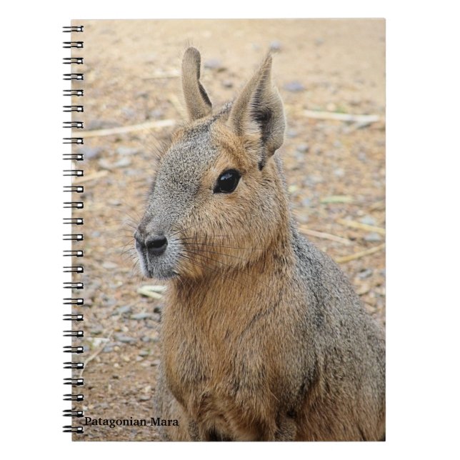CARNET MARA PATAGONIEN (Devant)