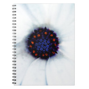 Carnet Marguerite africaine