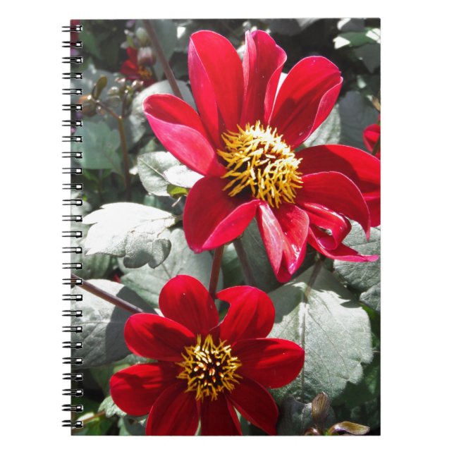 Carnet marguerite rose chaud rouge / marguerites fleurs (Devant)