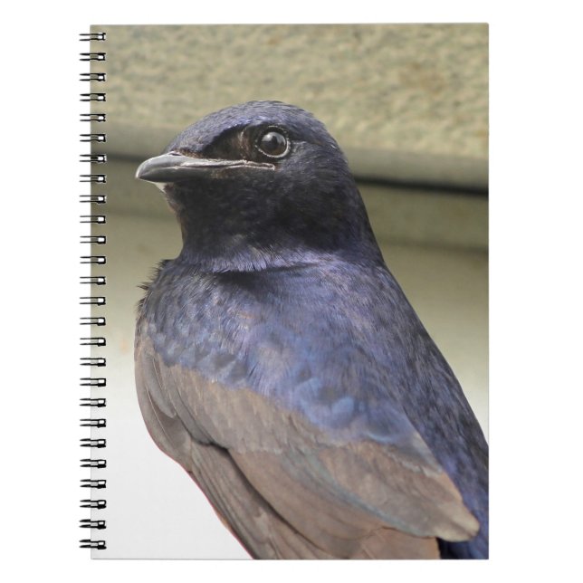 Carnet Martin pourpre majestueuse (Devant)