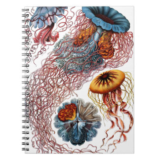 Carnet Méduses par Ernst Haeckel