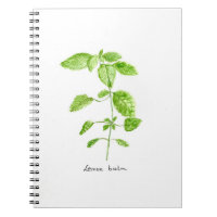 Mélisse eau jardin aquarelle