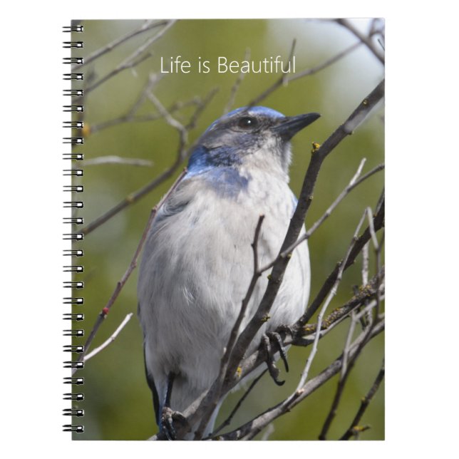 Carnet Merlebleu dans l'Arbre (ma photographie) (Devant)