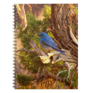 Carnet Merlebleu montagnard dans le parc national d'Arche