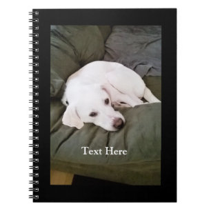 Carnet Mignonne blanc fatigué Labrador Retriever Mix Chie