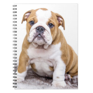 Carnet Mignonne chiot Bulldog assis