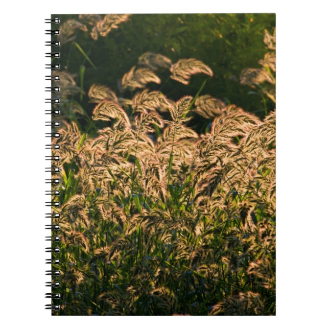 Carnet Millet sauvage (Panicum Sp.) Cultivation En Mer (Devant)