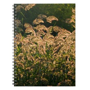 Carnet Millet sauvage (Panicum Sp.) poussant dans une zon