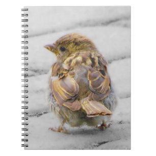 Carnet Moineau Brown