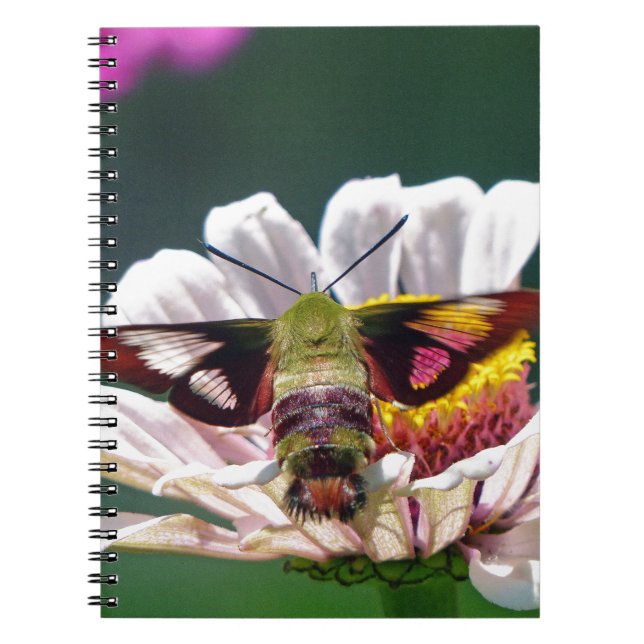Carnet Mois des colibris (Devant)