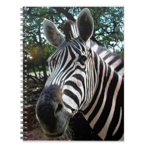Carnet Mon ami strippy