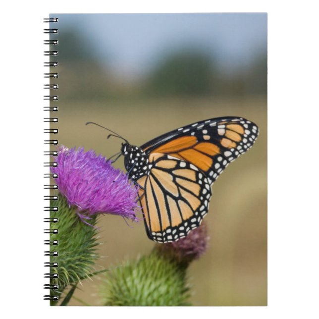 Carnet Monarque sur le pâturage Chardon Prairie Ridge (Devant)