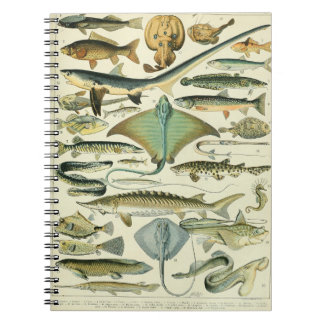Carnet Motif de poisson Adolphe Millot-A