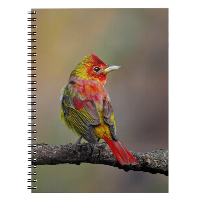 Carnet Moulage de Tangère - Photo originale (Devant)