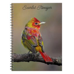 Carnet Moulage de Tangère - Photo originale