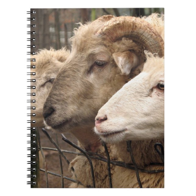 Carnet mouton (Devant)