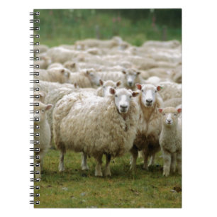 Carnet Moutons curieux