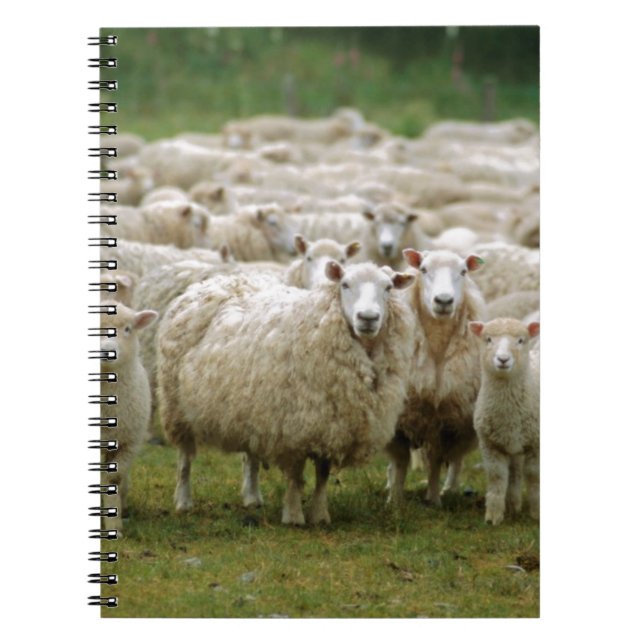 Carnet Moutons curieux (Devant)