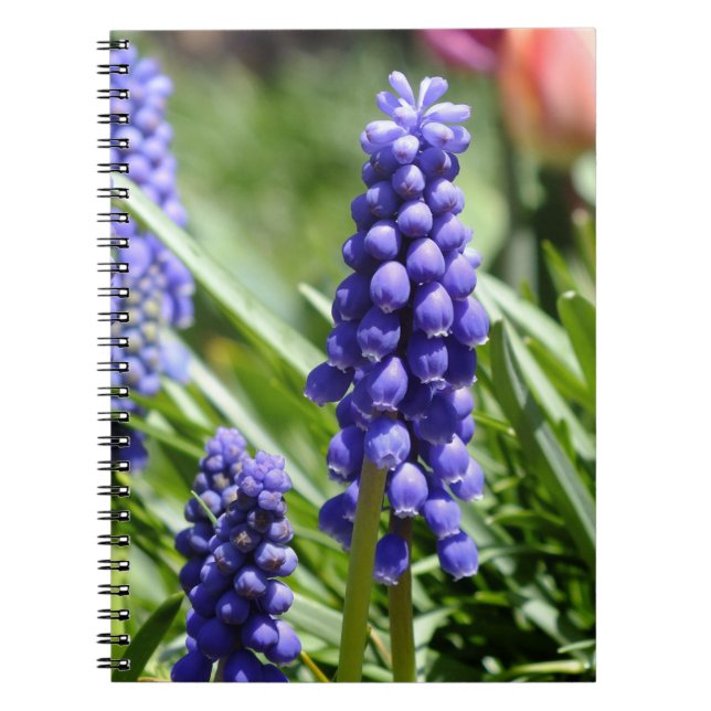 Carnet Muscari (Hyacinthe des raisins) (Devant)