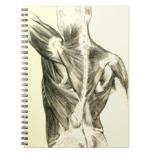 Carnet Muscles du dos vintages de l'anatomie (circa