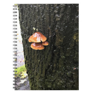 Carnet Mushrooms on a tree, Oregon